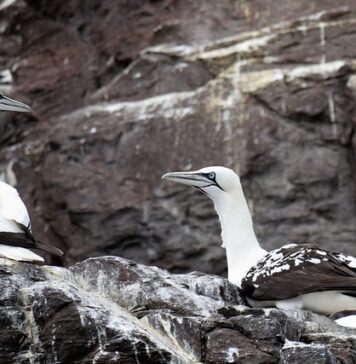 Jakie gripy wybrać?